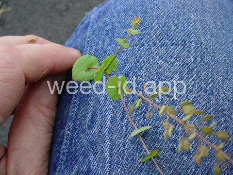 pepperweed, clasping